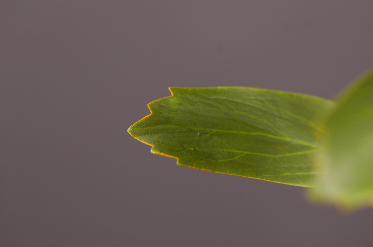 Factory direct sales, wholesale of in-stock inventory of artificial large needle cushion flowers, artificial flower sets, wholesale of living room, dining table, entrance hall, desktop decoration, flower arrangement and ornaments pic 26