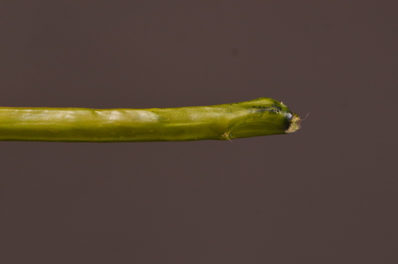 Wholesale of artificial large-branch peonies for home, hotel, restaurant soft decoration, artificial flowers and artificial paeonies from the manufacturer pic 12