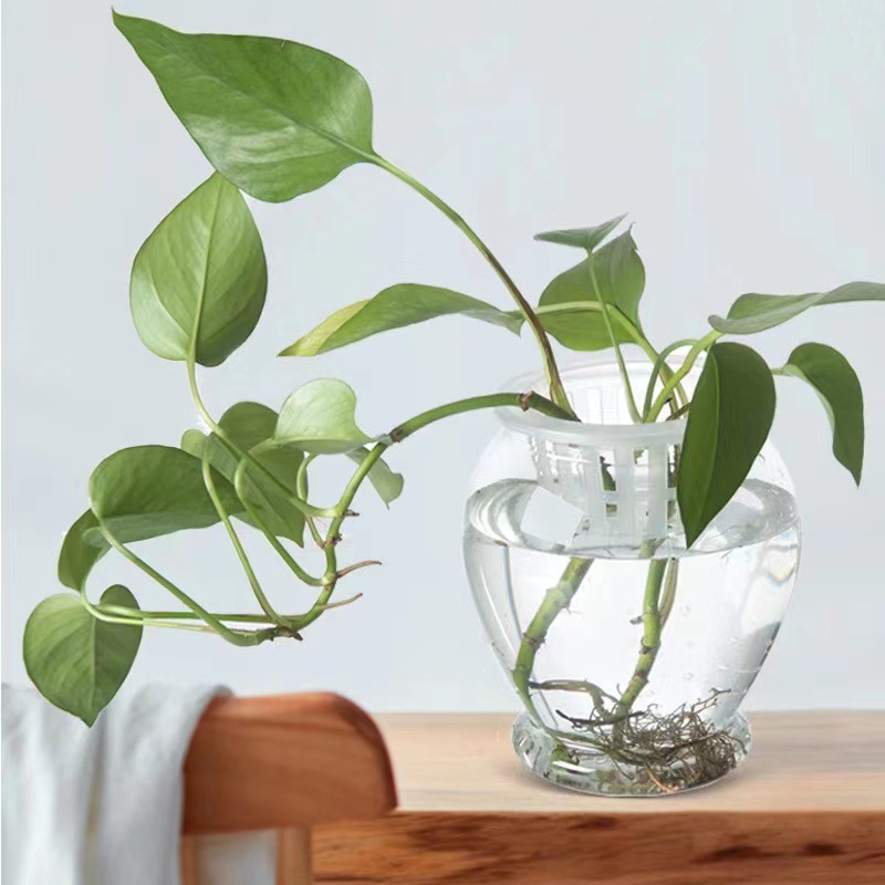 Transparent hydroponic plastic vase, green vine, aquatic plant growth container, home gardening, home decoration, water-absorbing flowerpot pic 7