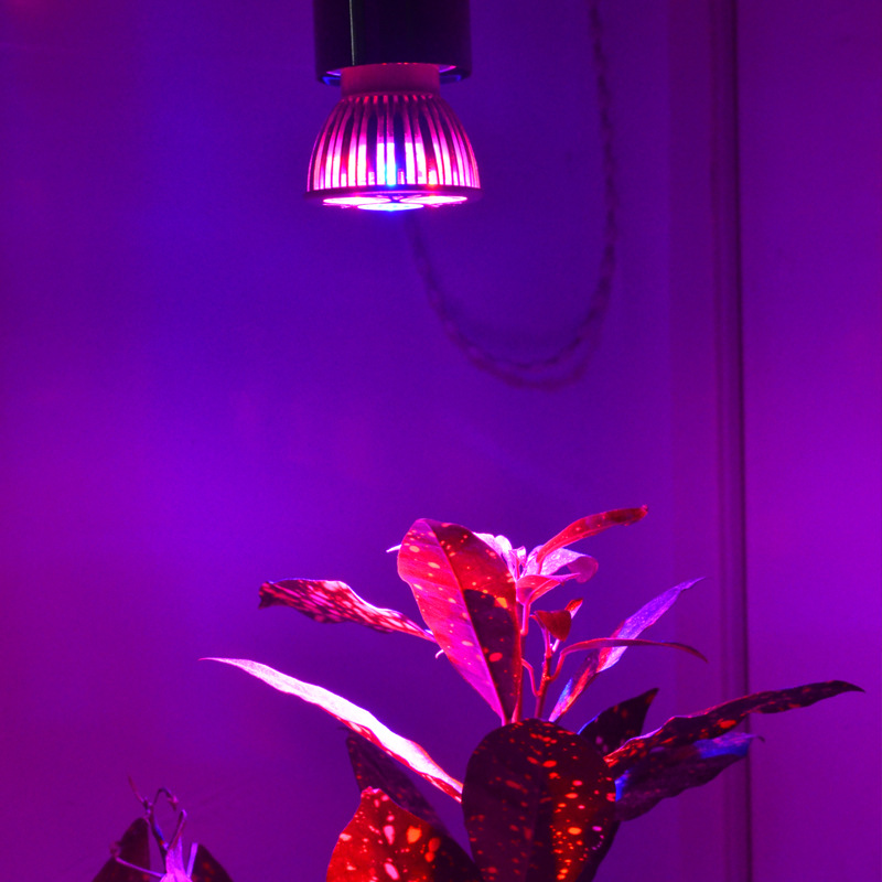 欧美畅销LED植物生长灯5w植物育苗补光灯 用于温室种植详情7