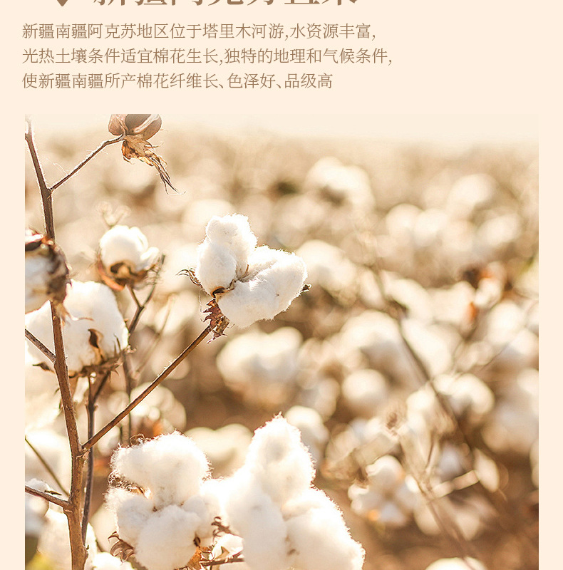 女士纯棉内裤无缝60支长绒棉7a抑菌全棉女高腰无痕三角内裤春批发详情19