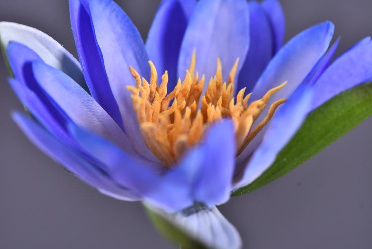 Wholesale manufacturer of artificial water lilies, direct sales of artificial flowers for wedding, home, hotel and homestay soft furnishings, artificial flowers, and photography props pic 8