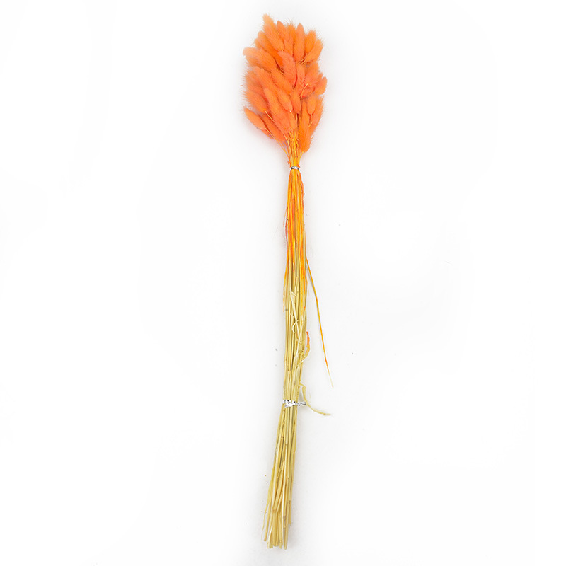 兔尾草干花真花永生花满天星干花花束批发家居装饰插花拍摄道具                               详情17