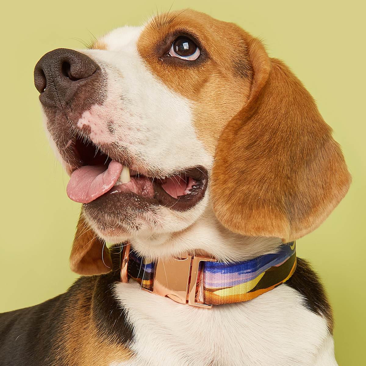 MIDI Cross-border New pet medium and large-sized dog imitation nylon printing factory wholesale adjustable and etchable alloy buckle dog collar pet supplies Pet collar buckle metal pic 9