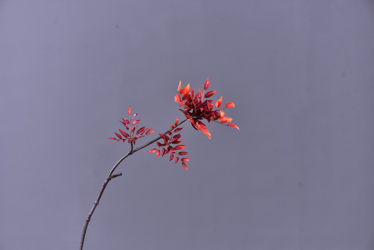 Factory wholesale of artificial leaves, autumn leaves, artificial peach leaves, wood leaves, flower arrangements, leaf materials, soft decoration, visual merchandising, floral design, and plants pic 4