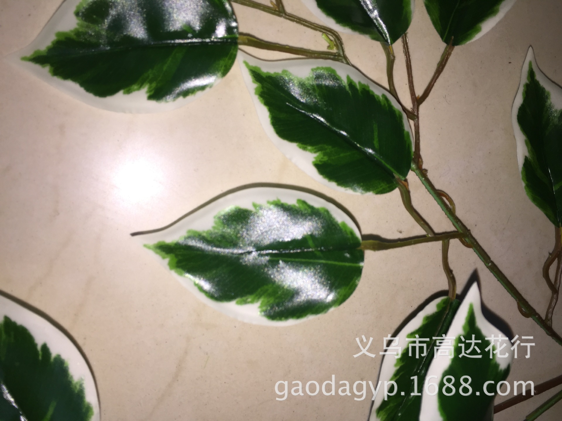 胶白边榕