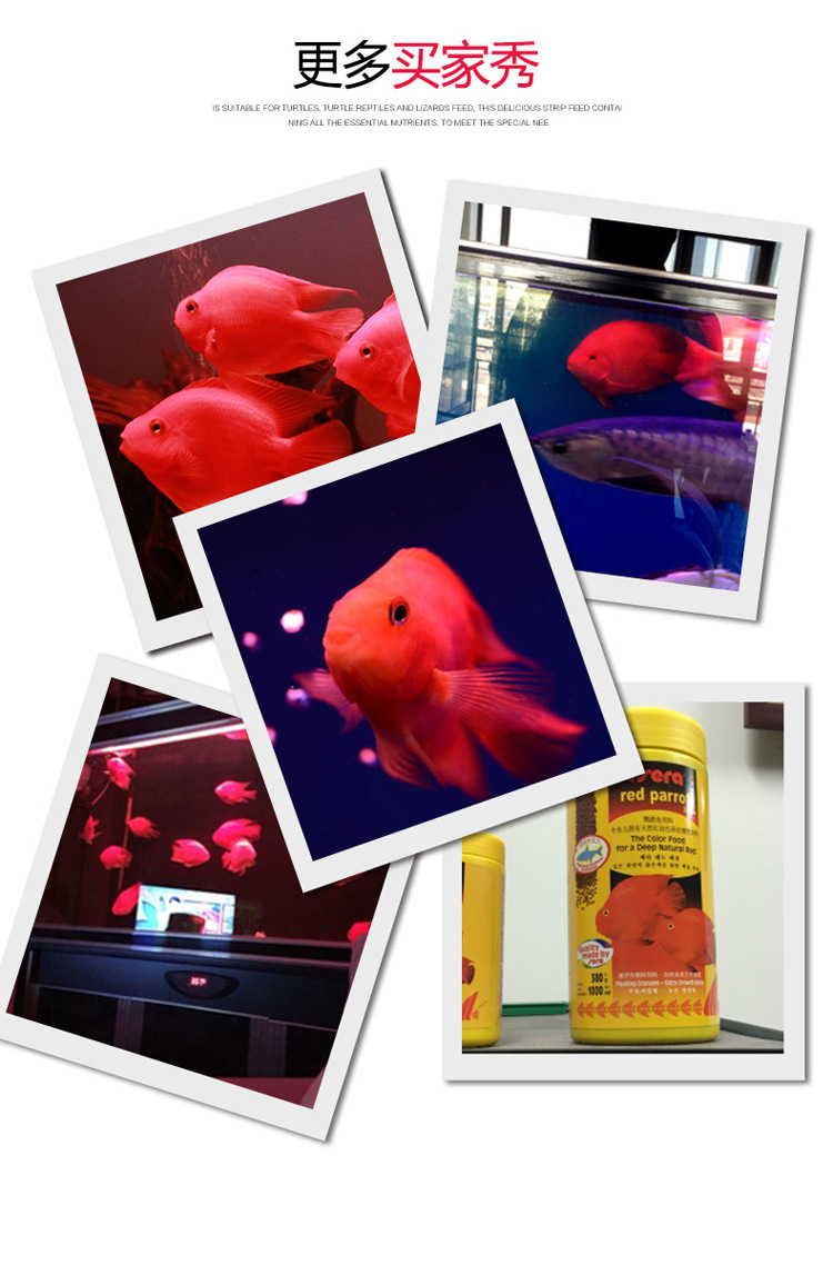 Wholesale of natural green fish food and red medium-sized ornamental fish feed for Xirui Flower parrot fish pic 48