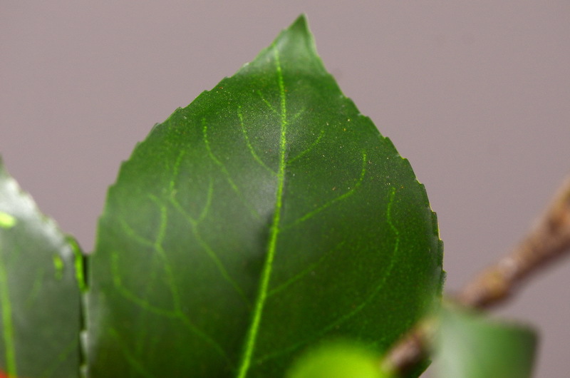 High-end artificial camellia wholesale from the original factory, ins home, hotel, banquet table flowers, cross-border pic 20