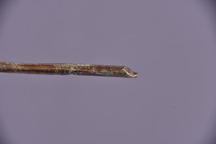 Wholesale artificial yellow osmanthus and laurel, green landscape garden artificial trees, decorative golden osmanthus leaves, home, hotel and homestay artificial flowers pic 52