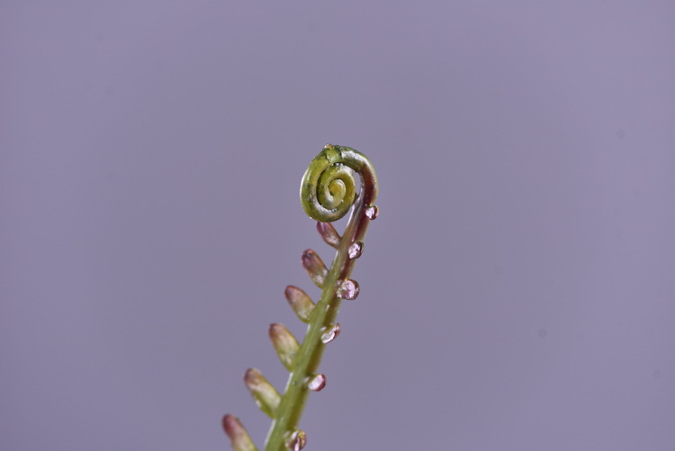 Factory direct sales of artificial green plants wholesale, artificial fern leaves, peacock fern, home banquet, homestay, wedding artificial plants, Lanjin artificial ferns pic 18