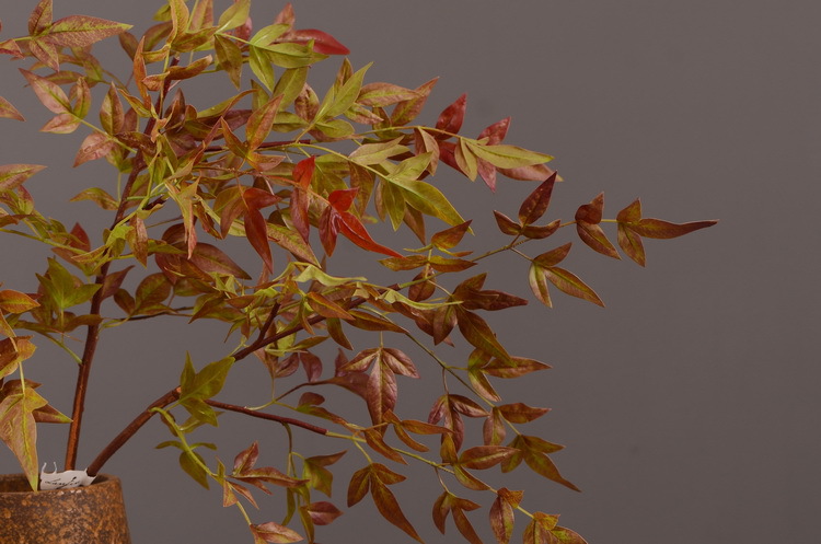 Dongli Source Factory, wholesale and direct sales of artificial plants in stock, wholesale of India leaves, autumn color leaves, hand-held flowers, leaf materials, props, flower art, bonsai, home decoration flowers pic 7