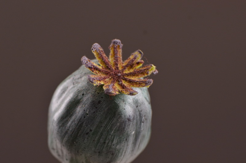 Wholesale of high-end artificial fruits, artificial flowers, photography props, teaching AIDS, dried artificial flowers and flower arrangement materials from the original factory pic 20