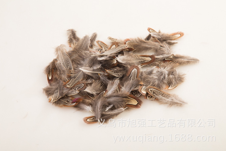 厂家直销山鸡大仓大昌羽毛 天然羽毛 山鸡羽毛野鸡毛厂家批发2-11详情12