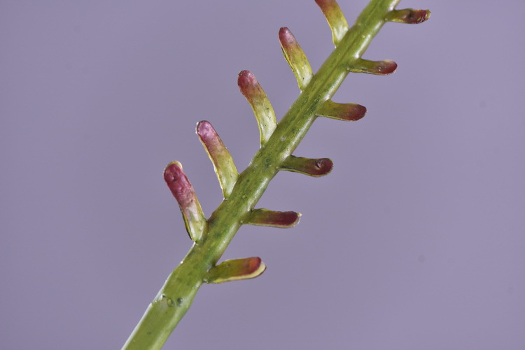 Factory direct sales of artificial green plants wholesale, artificial fern leaves, peacock fern, home banquet, homestay, wedding artificial plants, Lanjin artificial ferns pic 22