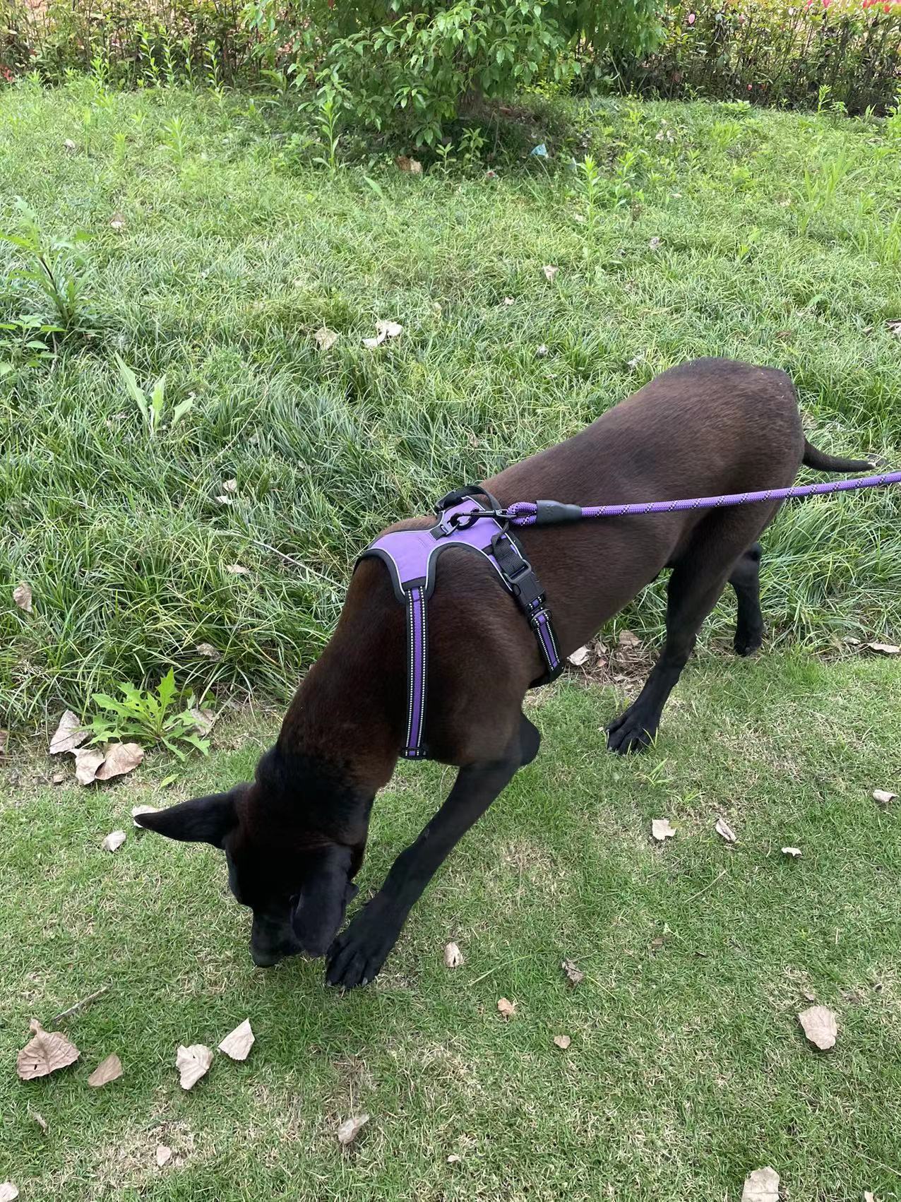 Amazon reflective pet chest strap dog leash explosion-proof chest strap dog vest type leash pic 12