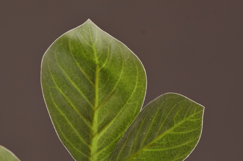 Factory direct sales of artificial leaves, wholesale of flocking artificial paulownia leaves, flower arrangement leaf materials, photography props, artificial green plants pic 6