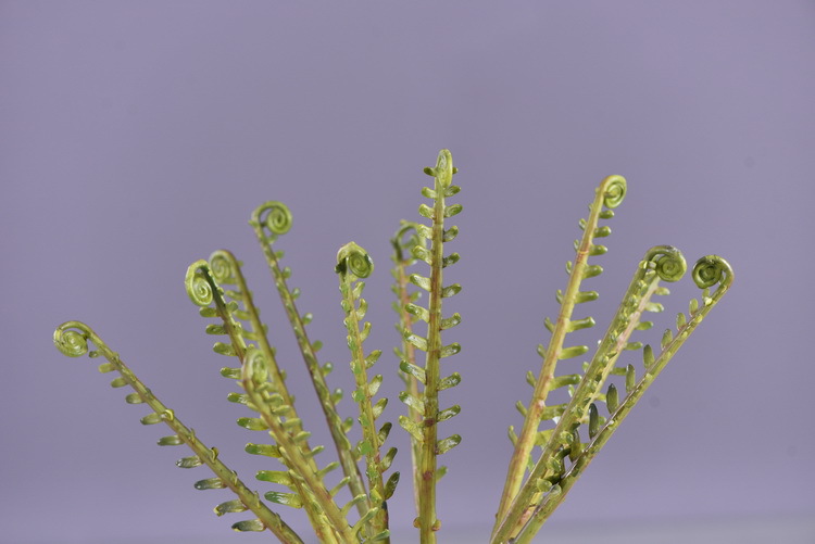 Factory direct sales of artificial green plants wholesale, artificial fern leaves, peacock fern, home banquet, homestay, wedding artificial plants, Lanjin artificial ferns pic 39