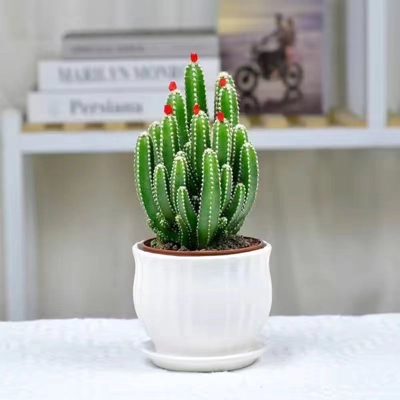 开花聚财山仙人掌办公室内花卉盆栽桌面摆设装饰招财花盆好养不死详情6