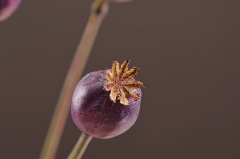 Original factory products, artificial fruits, flower arrangement materials, wabi-sabi style, simple country style, artificial fruits wholesale, artificial flowers pic 7