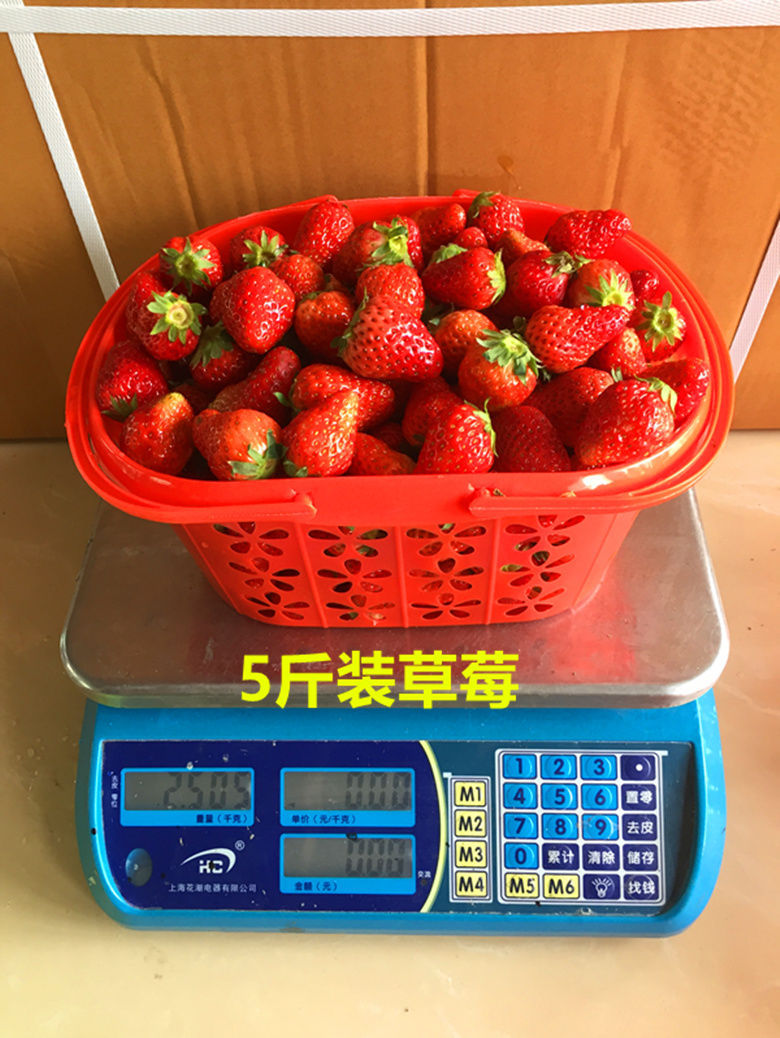 草莓采摘篮塑料水果篮-斤蓝莓樱桃桑葚杨梅手提塑料筐快递包邮详情9