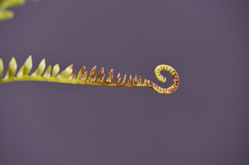 Wholesale of artificial Persian grass and artificial green plants, plant wall landscaping, window display, flower arrangement, leaf materials, fur, and artificial fern leaves pic 8