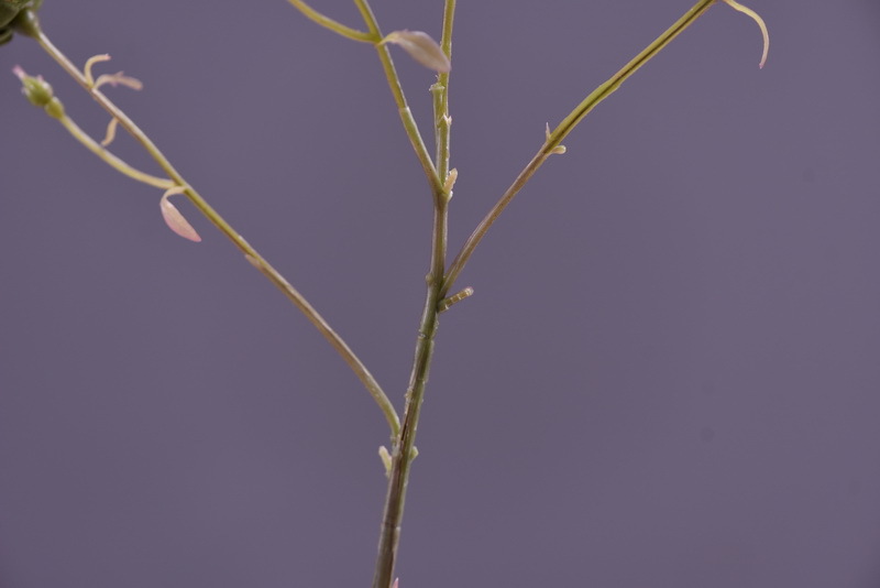 Simulated retro charred edge rose bud home, hotel, banquet table flower, high-end simulated rose, simulated dried flower pic 23