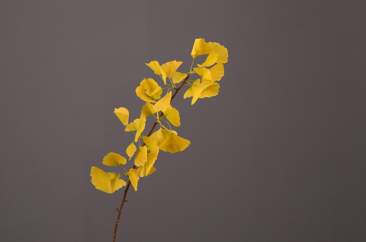 Dongli yellow artificial leaves, artificial ginkgo leaves, artificial trees, engineering landscaping, wedding decoration, artificial branches, Nordic artificial plant leaves pic 22