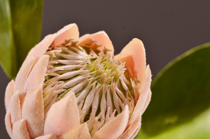 Wholesale of high-end artificial flowers such as faux emperor flower, South African princess flower, flocked faux flowers, hotel banquet table flowers, and homestay decoration pic 7