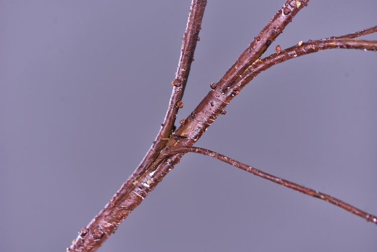 Wholesale of original factory imitation pine needles, home furnishing mall, wedding Zen-themed imitation plant decorative items, imitation pine branches pic 9