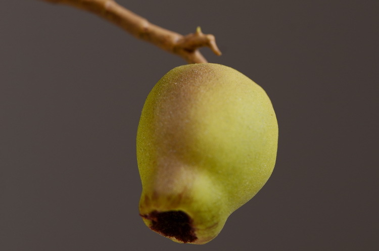 Dongli Flower Industry, the original manufacturer, is now wholeselling vintage decorative pipe fruit artificial flowers, artificial flowers, table flowers, artificial berries, zombie fruits, eucalyptus fruits, and offers one-piece consignment pic 13