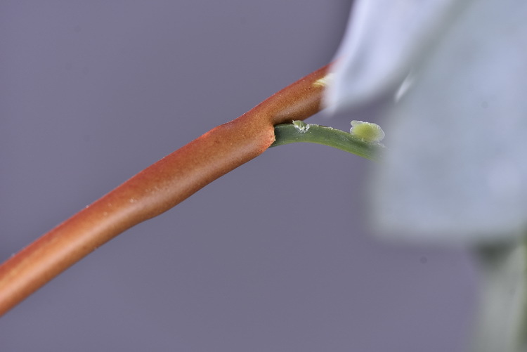 Factory direct sales of 2 simulated peonies, retro charred edge simulated peonies, soft decoration floral art for living rooms, lobbies and homestays pic 64