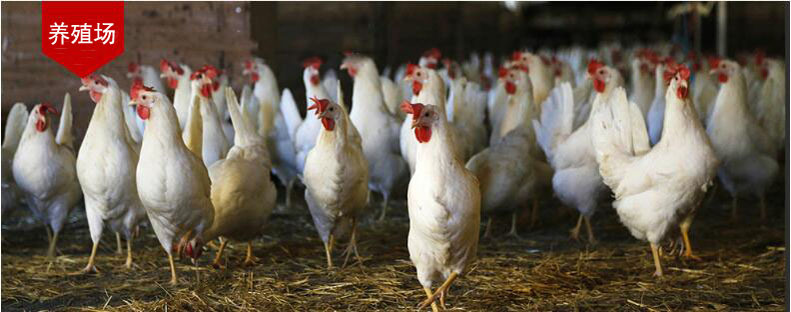 波茵 冰箱知音冰柜冰箱温控器冰箱伴侣省电温控器定时器B-196B详情10