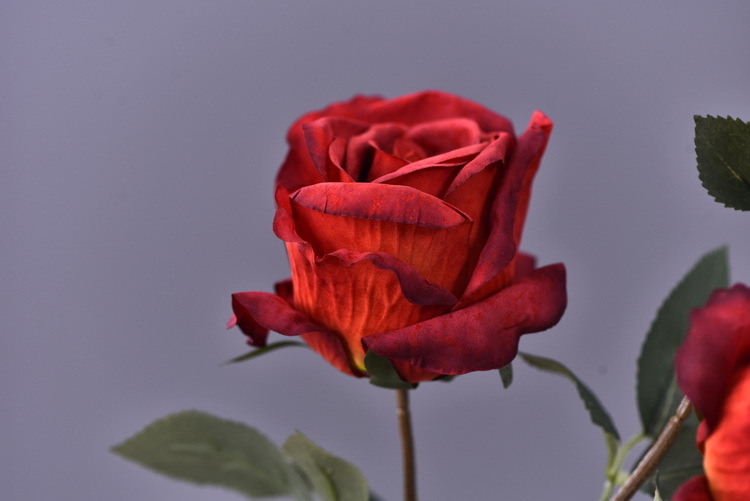 5 pieces of retro charred edge rose artificial flower decoration, artificial flower imitation dried flower, home soft decoration withered and dry, wedding Lanjin artificial rose wholesale pic 17