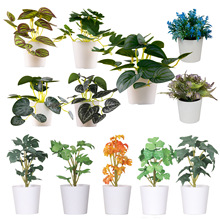 Amazon set of simulation succulent three-piece set with PVC box home decoration simulation plant potted plant gift pic 7