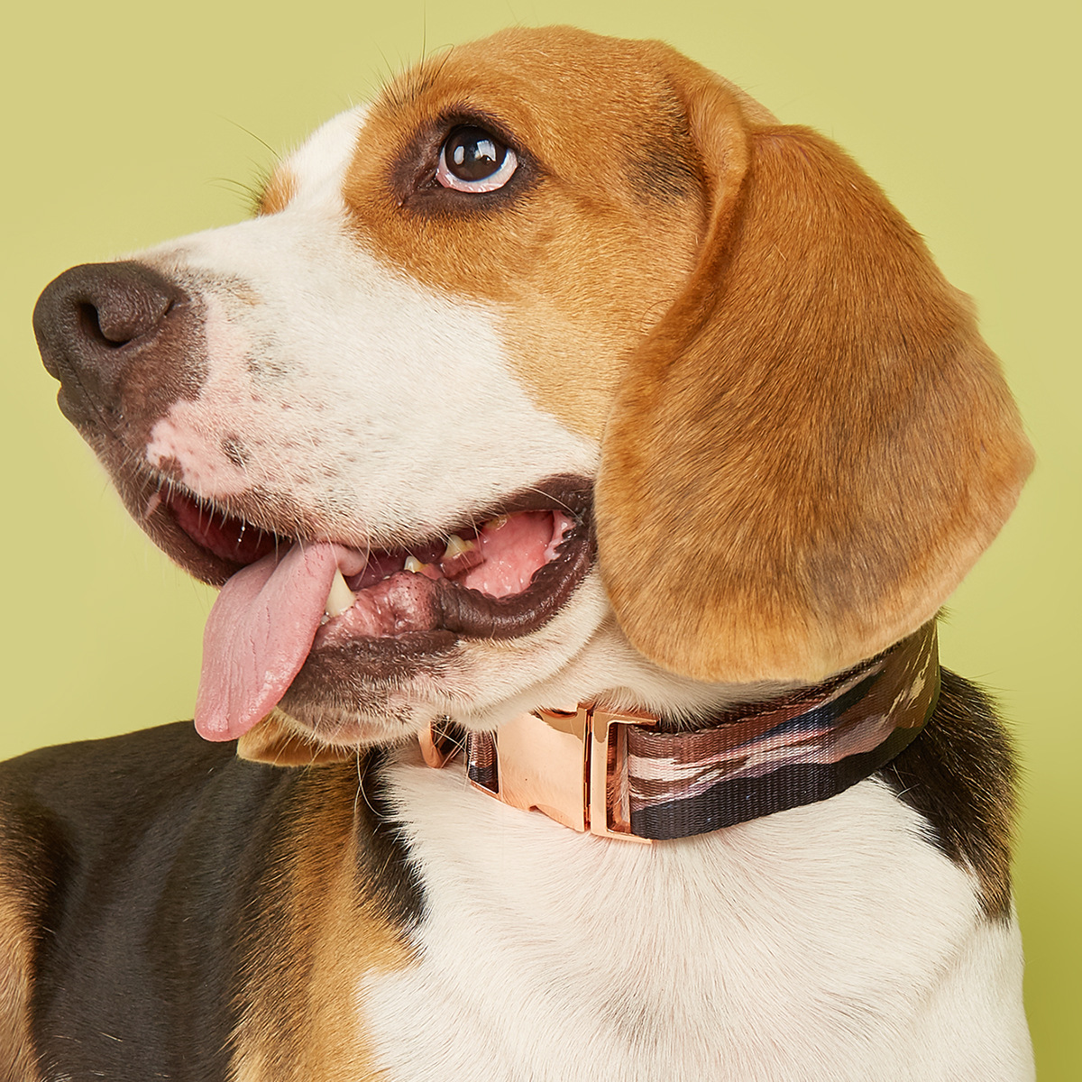 MIDI Cross-border New pet medium and large-sized dog imitation nylon printing factory wholesale adjustable and etchable alloy buckle dog collar pet supplies Pet collar buckle metal pic 13