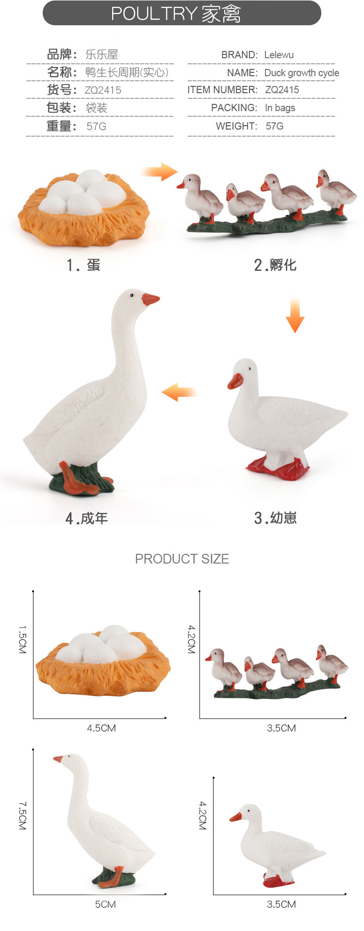 家禽成长周期_03.jpg