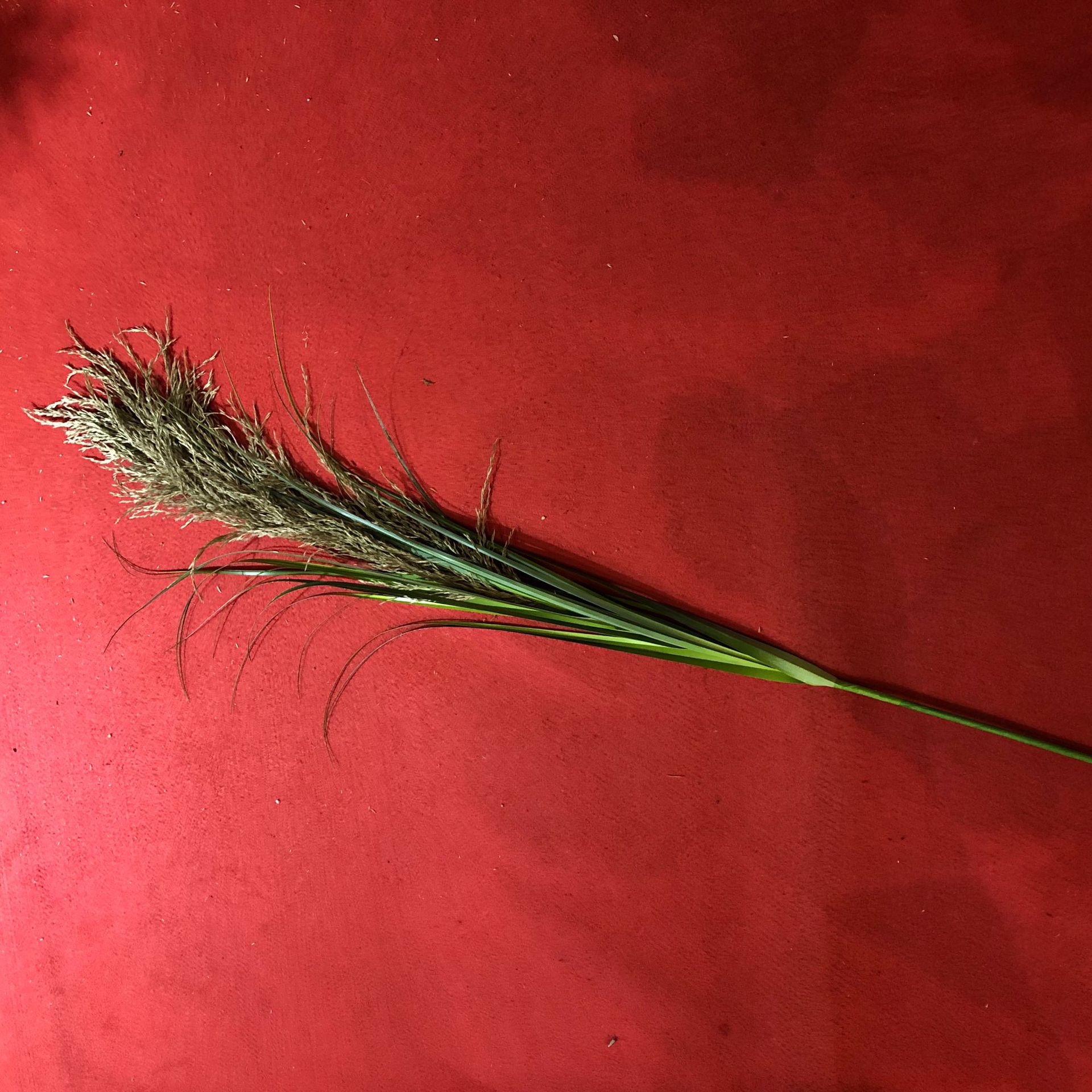 Bionic reed, pink muhly grass, sunny grass, indoor decorative green plants, potted plants, simulation plants, wedding props, decorative dogtail grass pic 23