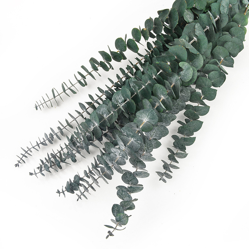 尤加利叶 批发圣诞节礼物花材铜钱桉永生苹果叶家居装饰                                  详情2