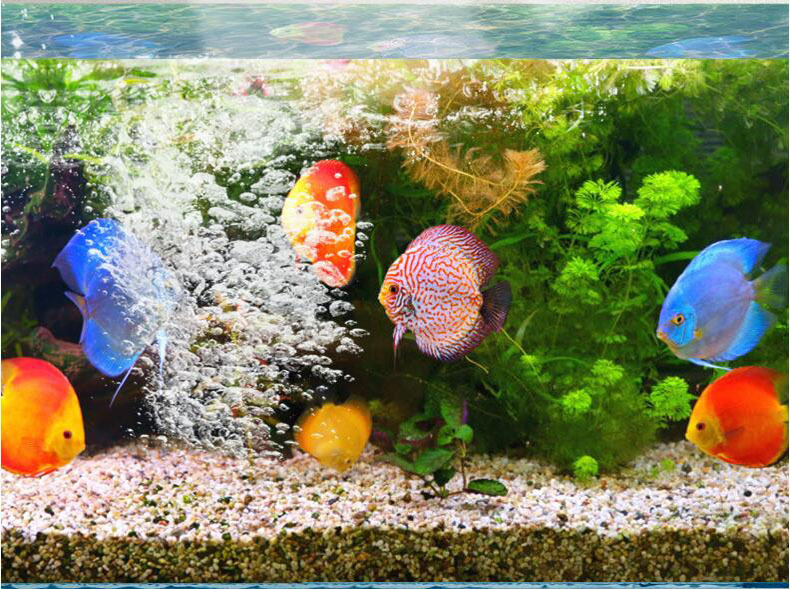 Aquarium oxygenation pump, oxygen gas pump, oxygen flushing pump, white bubble stone, gas stone, cylindrical oxygenation pump accessories pic 7