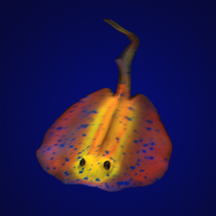 鱼缸仿真魔鬼鱼 荧光魔鬼鱼 水族造景塑料假鱼水母 厂家批发详情31