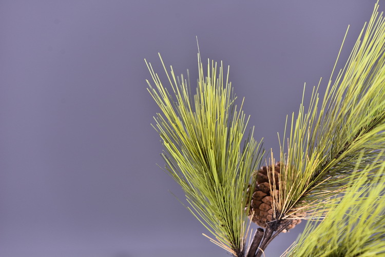 Factory direct sales of artificial Masson pine, Wabi-sabi style, Chinese Zen style artificial plants, wedding and banquet decoration green plants, pine needles pic 23