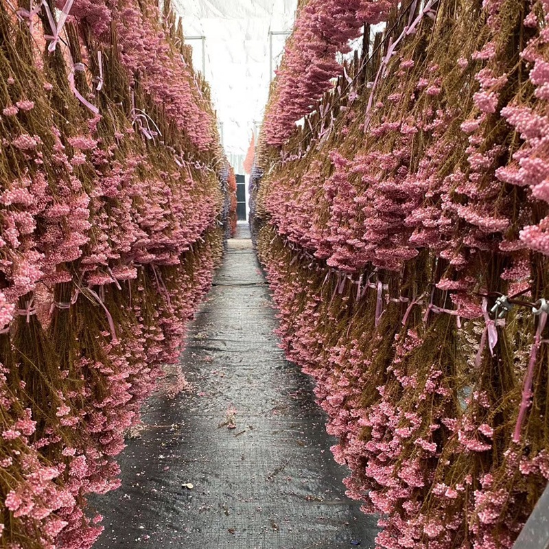 Eternal preservation leaves, cotton, wool, water Perilla and rose, specially designed for flower shop handicrafts pic 6