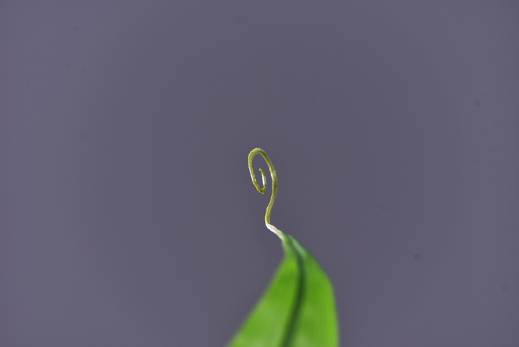 Lanjin artificial Plant Long Branch 3-head Jialan Flame Lily, high-end artificial flower, artificial flower, artificial flame lily, strange lily, home decoration pic 20