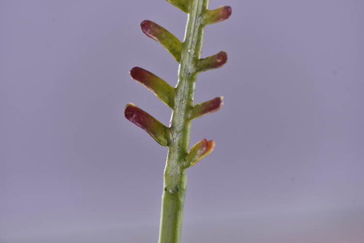 Factory direct sales of artificial green plants wholesale, artificial fern leaves, peacock fern, home banquet, homestay, wedding artificial plants, Lanjin artificial ferns pic 20