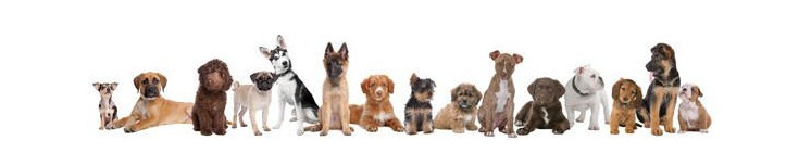 The medium-sized zinc alloy golden dog brand bone-shaped pet collar and pet identity tag accessory can be laser-engraved pic 5