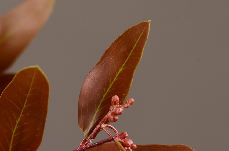 Dongli Flower Industry, the original manufacturer, offers direct sales of green plants in stock, wholesale of artificial leaves, round leaves with fruits, eucalyptus leaves, eucalyptus leaves, and one-piece consignment pic 38