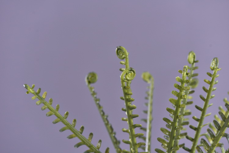 Factory direct sales of artificial green plants wholesale, artificial fern leaves, peacock fern, home banquet, homestay, wedding artificial plants, Lanjin artificial ferns pic 10