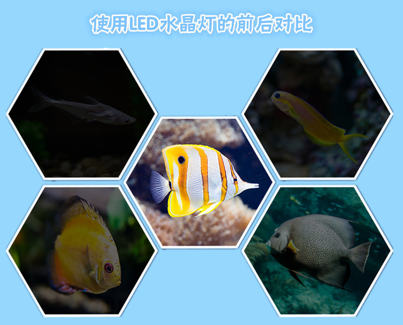 Wholesale Baojie Aquarium fish tank small clamps, crystal clamps, crystal LED aquarium clamps, flip clamps pic 27