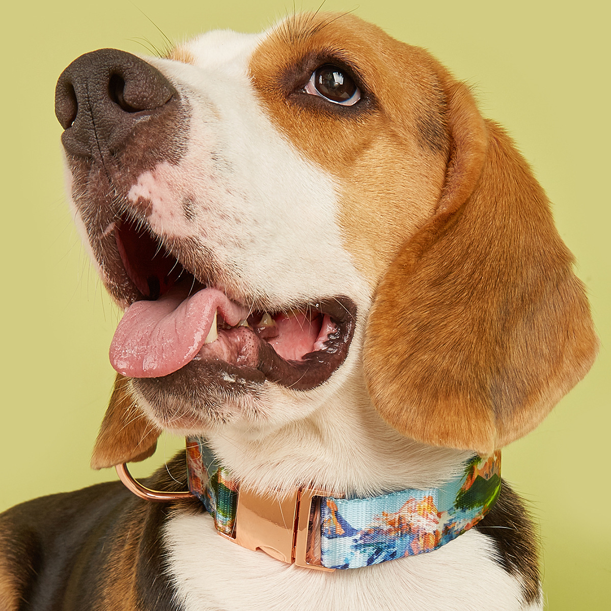 MIDI Cross-border New pet medium and large-sized dog imitation nylon printing factory wholesale adjustable and etchable alloy buckle dog collar pet supplies Pet collar buckle metal pic 17