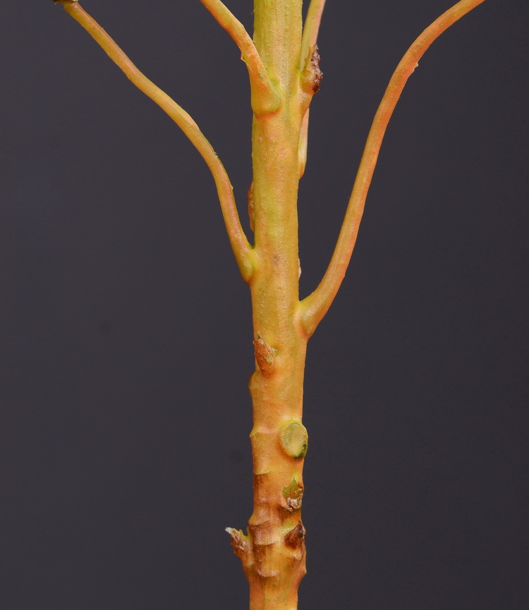 Dongli Flower Industry Factory offers direct sales and wholesale of tropical flowers, including simulated little emperor flowers, Nordic minimalist living room and home decoration simulated flowers, as well as entrance and table flowers pic 17